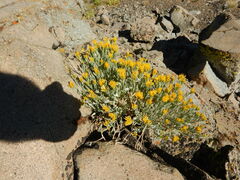 Chrysothamnus viscidiflorus
