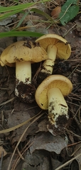 Tricholoma equestre