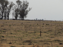 Theristicus melanopis