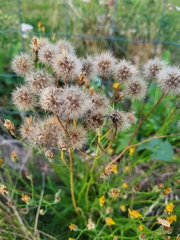 Scorzoneroides autumnalis