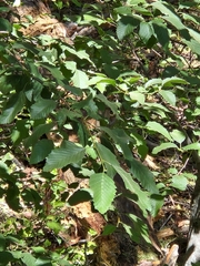 Alnus rhombifolia