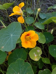 Tropaeolum majus