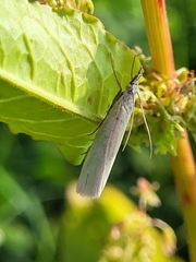 Crambus perlella