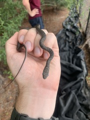 Coluber constrictor priapus
