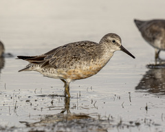 Calidris canutus
