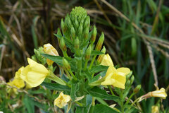 Oenothera biennis