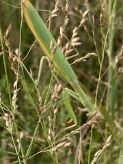 Mantis religiosa