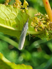 Crambus perlella