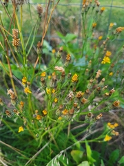 Scorzoneroides autumnalis