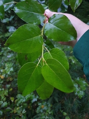Populus balsamifera