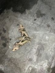 Eumorpha pandorus