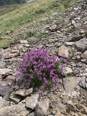 Chamaenerion colchicum