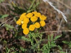 Tanacetum vulgare