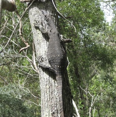 Varanus varius