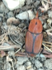 Rhynchophorus ferrugineus