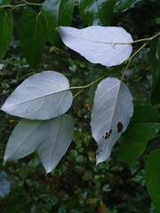 Populus balsamifera