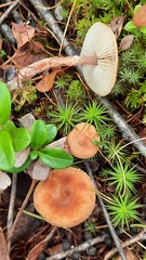 Cystoderma