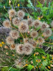 Scorzoneroides autumnalis