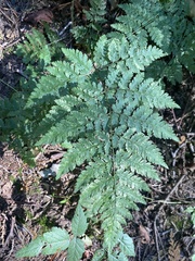 Dryopteris expansa
