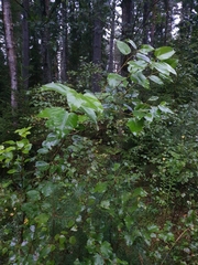 Populus balsamifera