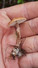 Cystoderma