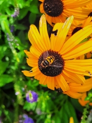 Eristalis transversa