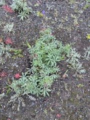 Lupinus arcticus