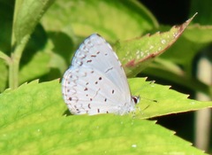 Celastrina neglecta
