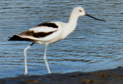 Recurvirostra americana