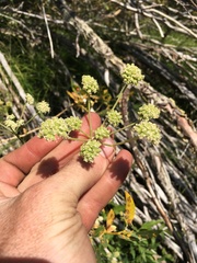 Angelica kingii