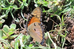 Hypolimnas misippus