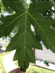 Acer saccharinum