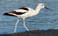 Recurvirostra americana