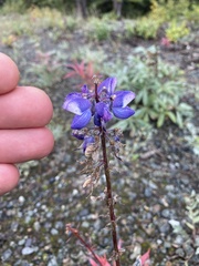 Lupinus arcticus