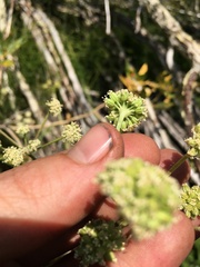 Angelica kingii