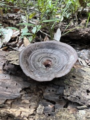 Nigroporus vinosus
