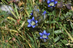 Gentiana parryi