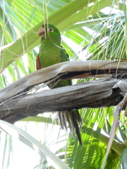 Psittacara leucophthalmus