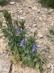 Aconitum nasutum