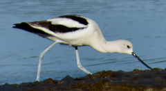 Recurvirostra americana