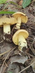 Tricholoma equestre