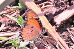 Hypolimnas misippus