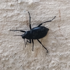 Tenebrioninae