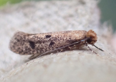 Amydria effrenatella