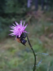 Cirsium palustre