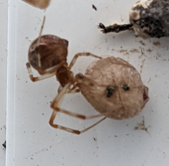 Parasteatoda