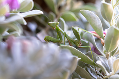 Sphodromantis viridis