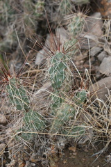 Grusonia grahamii