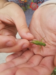 Dichromorpha viridis