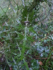 Cirsium palustre